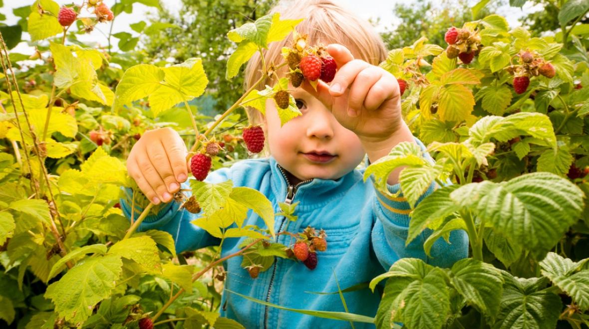 Berry-Pickin’ Good: 20 U-Pick Berry Farms Around Seattle, The Eastside ...